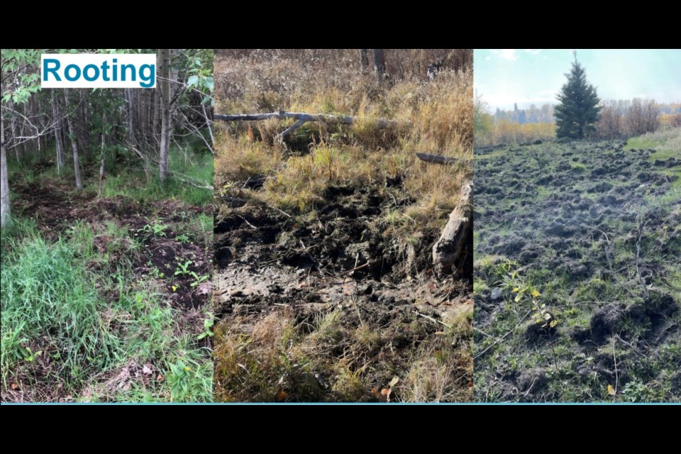 Rooting is one of the signs that wild boards may be in the area. Photo provided by Government of Alberta.