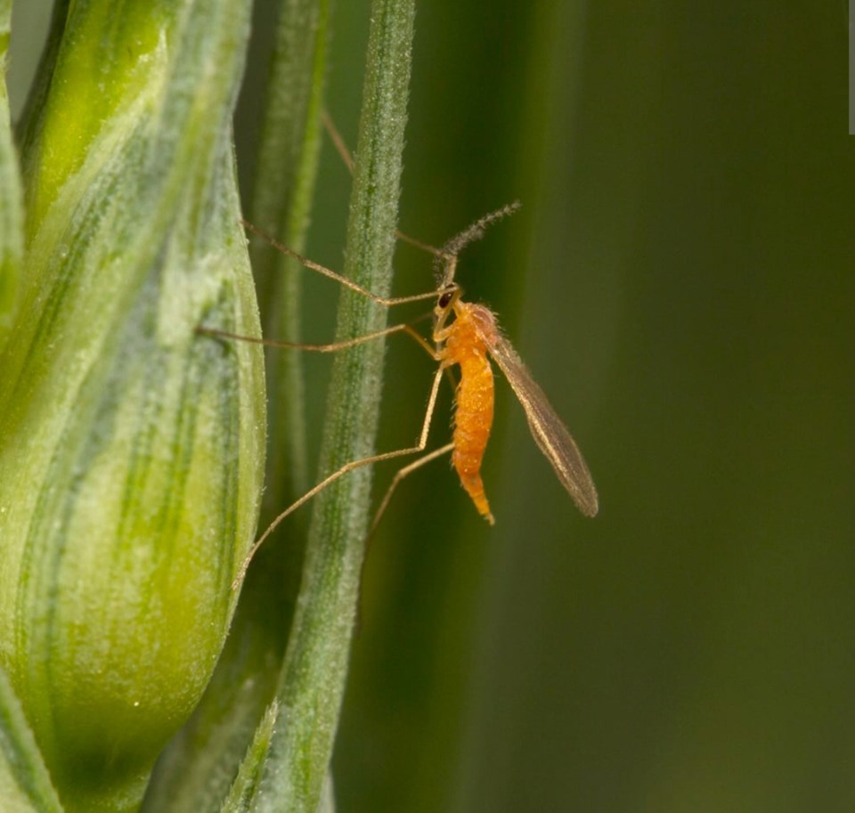 wheat-midge