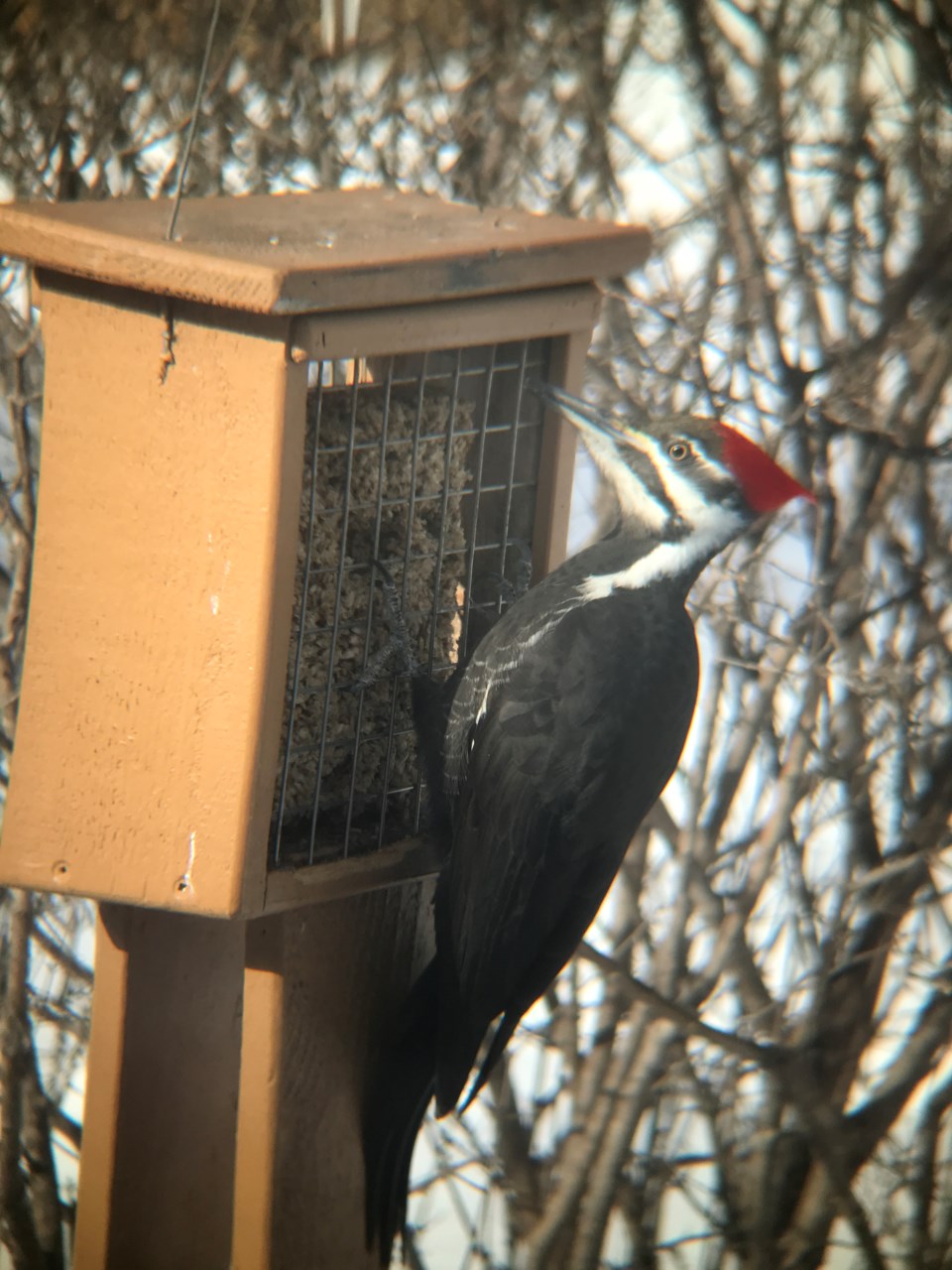 woodpecker