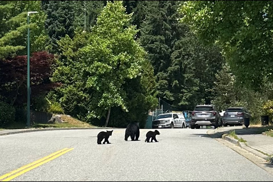 An apparent mother bear and her two cubs were seen crossing a street in Coquitlam's Eagle Mountain neighbourhood on July 11, 2024.