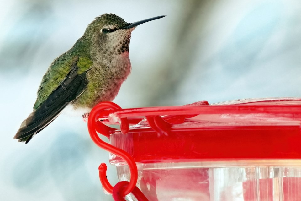 hummingbird-in-snow-wildlife-rescue-association-photo