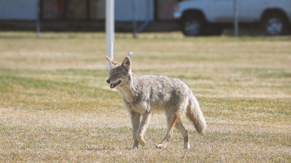 The BCCOS put traps in Stanley Park to catch coyotes - Vancouver