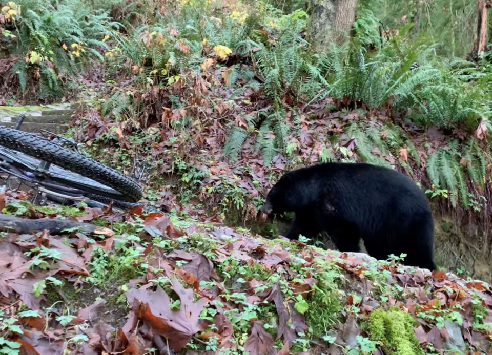 tcn-20241119-burnaby-bear-1w