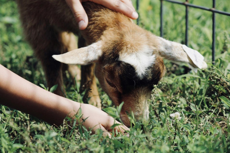 tcn-20250120-pomo-petting-zoos-1w