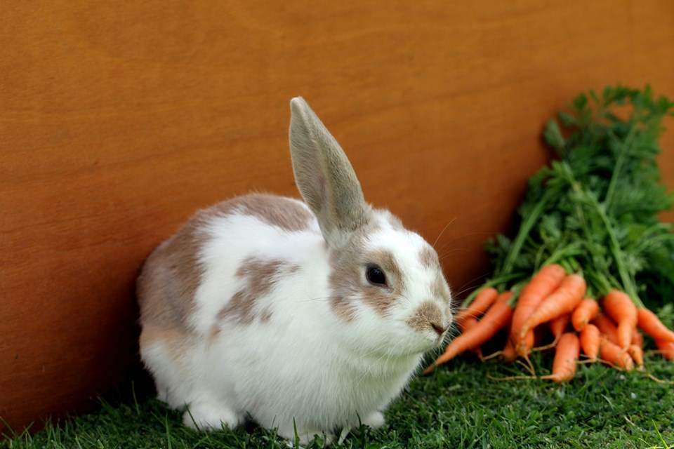 tcn-20250123-pomo-petting-zoo-ban-1w