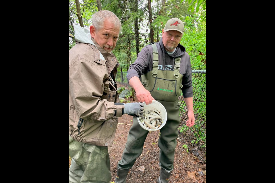 The dead fish found on April 25, 2024, at the Hyde Creek Watershed Society's hatchery, off Coast Meridian Road.