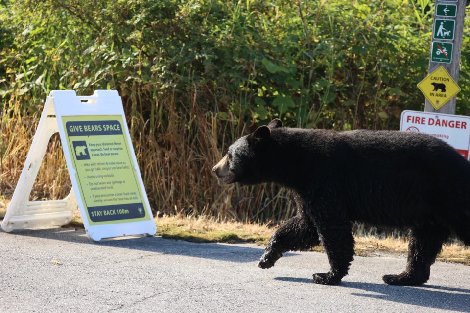 A black bear walks by a bear warning sign along the Deboville Slough, at the base of Burke Mountain.