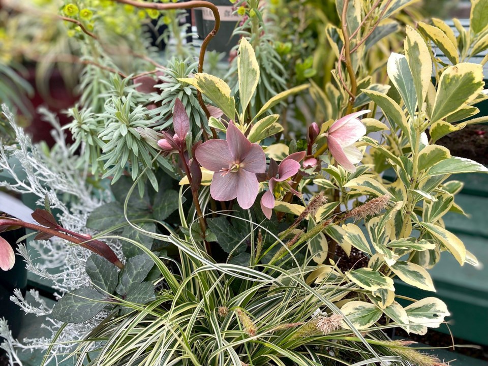 foliage-container