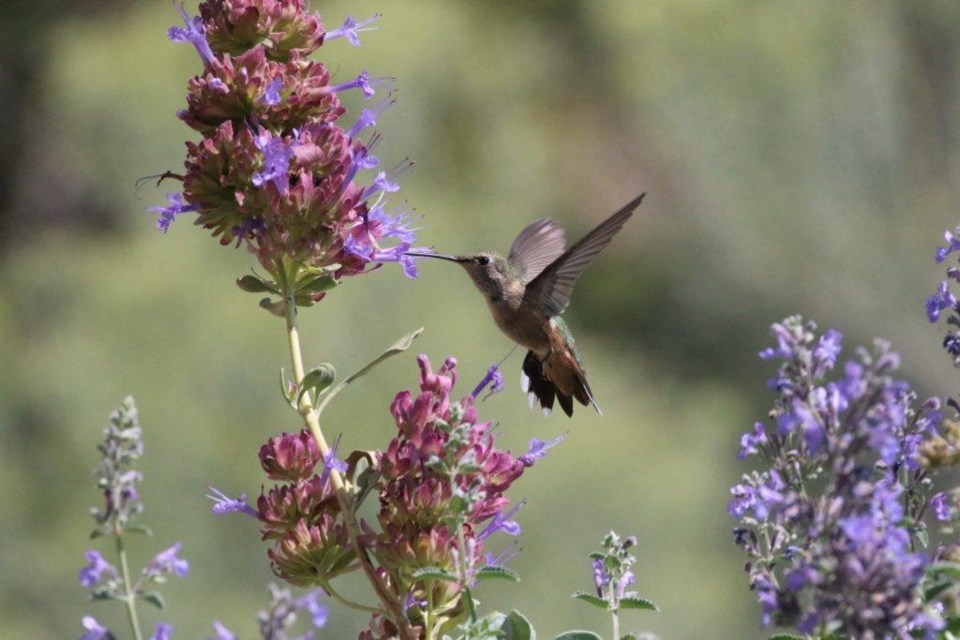 hummingbird-pollinator-garden-flowers-1024x683