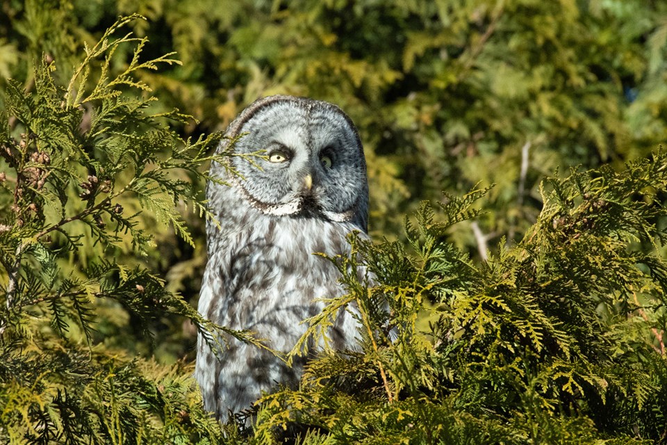 A great grey owl in Coquitlam in February 2025.