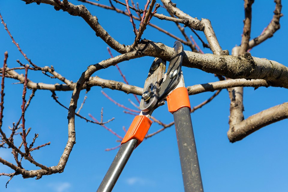 pruningpic