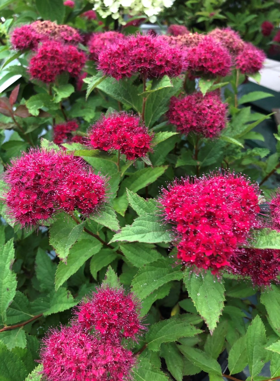 spirea