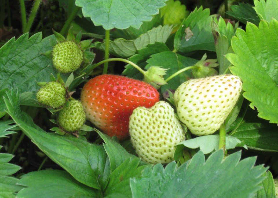 strawberry-plant