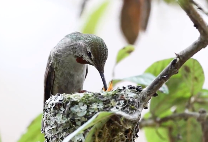 A humming bird feeds its young — from a video by the Wildlife Rescue Association. | Screenshot/Wildlife Rescue Association