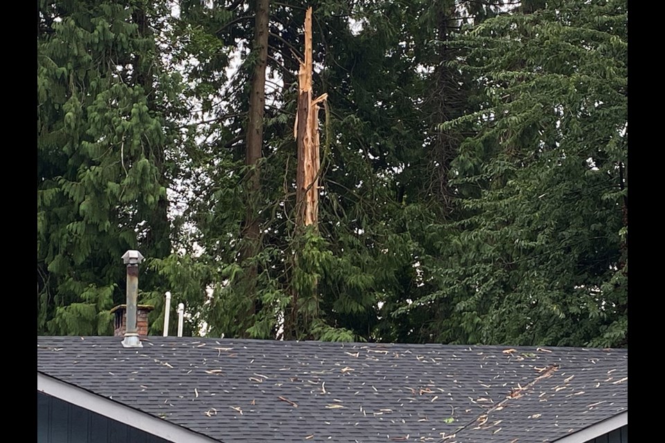 A tree reportedly struck by lightning that "sounded like a bomb" fell down at the back of a house near Rochester Park in southwest Coquitlam the morning of Aug. 29, 2023. Coquitlam Fire/Rescue responded to the incident.