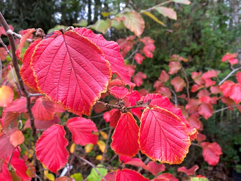 brianminterfallfoliageoctober13_2024