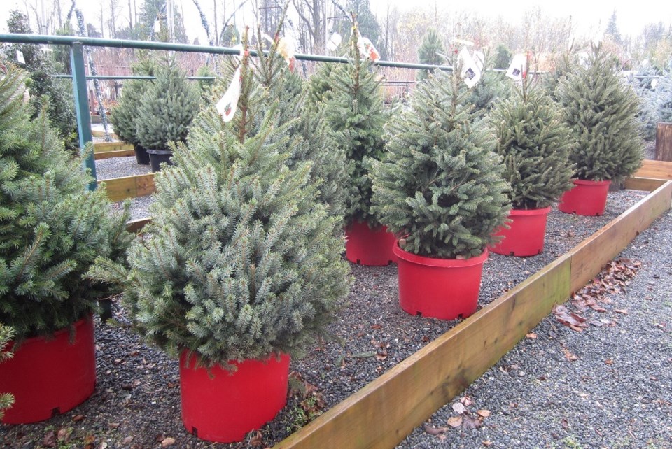 brianminterlivingchristmastrees_november2024