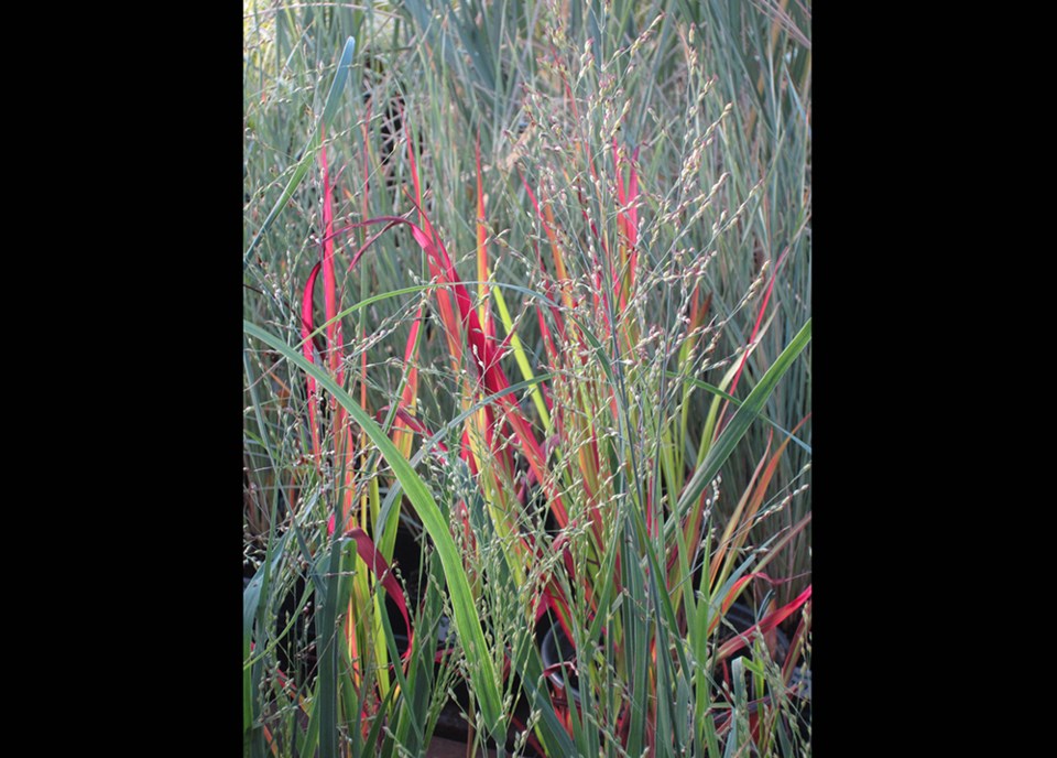 Minter: Ornamental grasses, the long-term garden bloomers