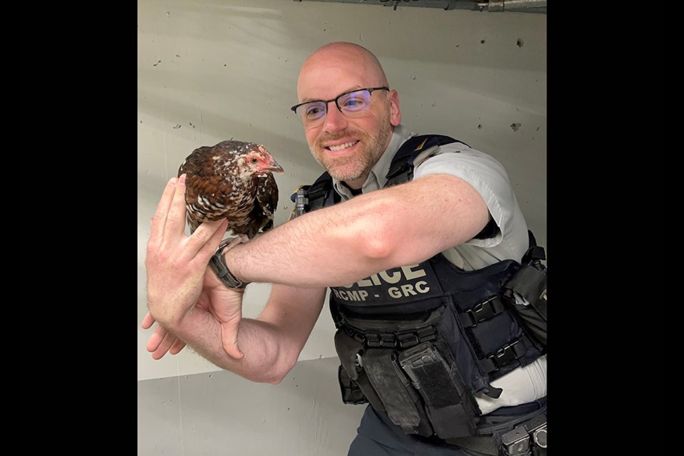 Cpl. Justin Bauer holds a rescued chicken after Coquitlam RCMP were called to reports of three teens "kicking and striking" the animal near Glen Drive and Johnson Street on July 27, 2023.