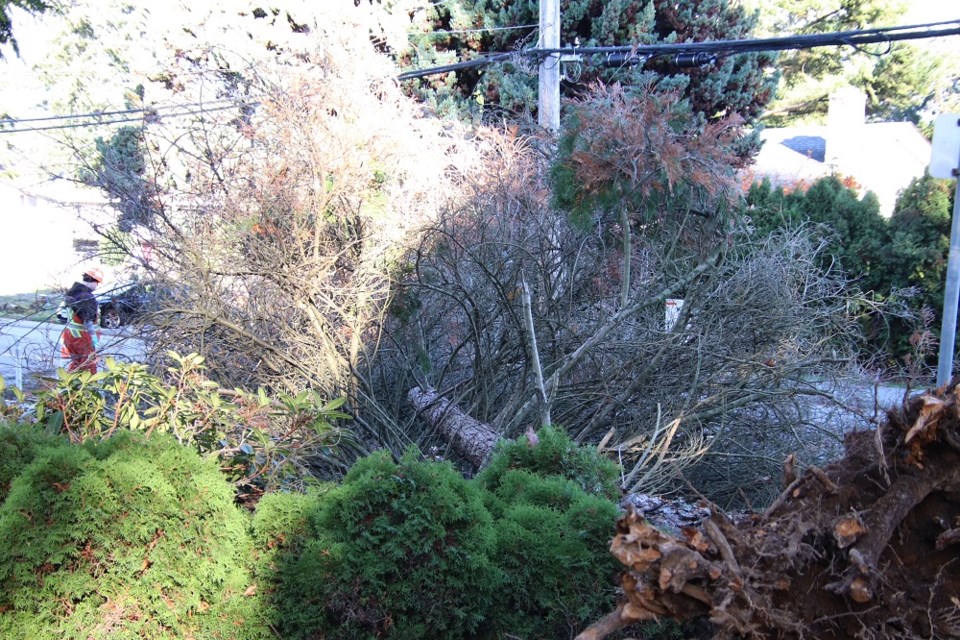 A large tree fell down across Robinson Street near Como Lake Avenue in Coquitlam on Nov. 4, 2024, during a strong windstorm across Metro Vancouver.