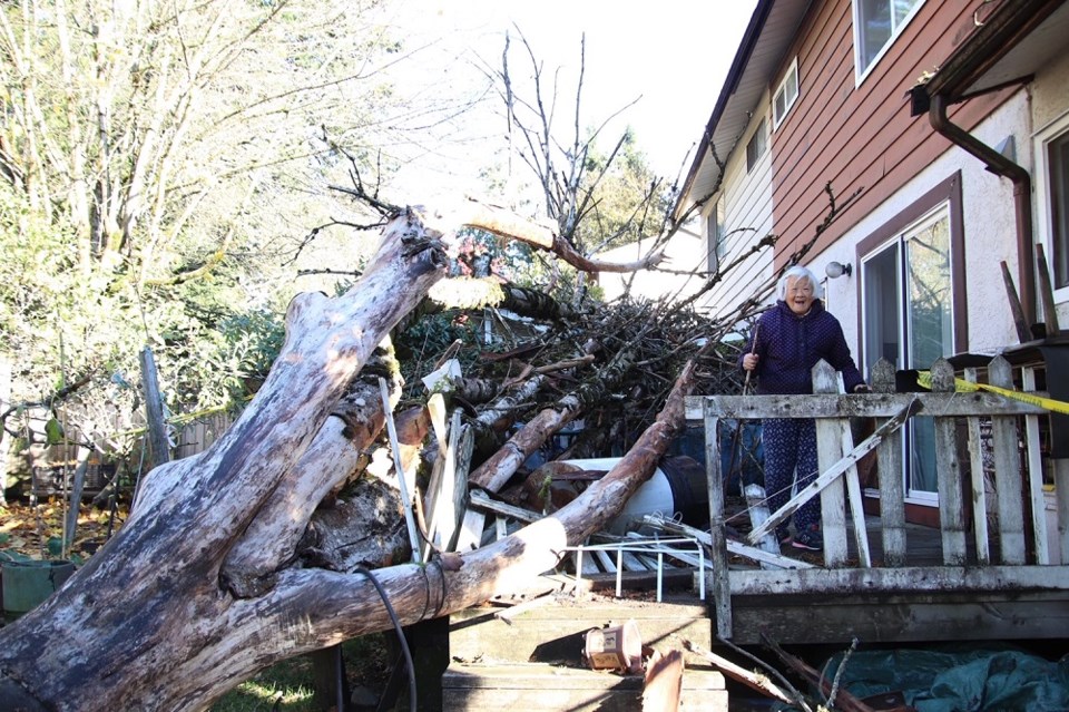 coquitlamvanessacourt_treewindstorm_nov42024_shanemackichan1