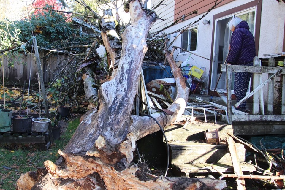 coquitlamvanessacourt_treewindstorm_nov42024_shanemackichan2