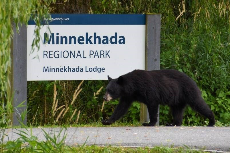 web1_tcn-20230616-minnekhada-bear