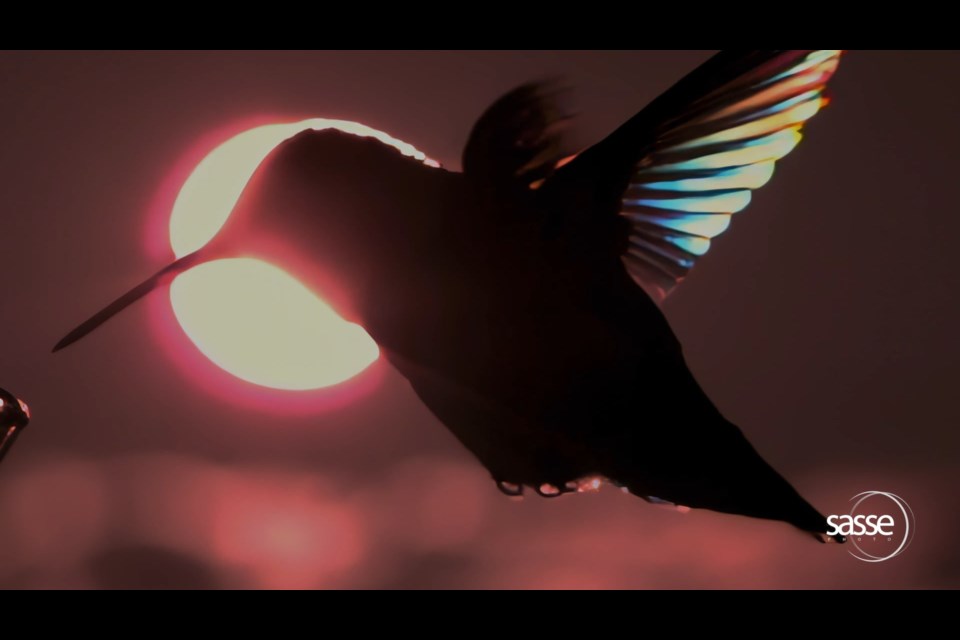 Light captured through the wings of a hummingbird. Dr. Christian Sasse