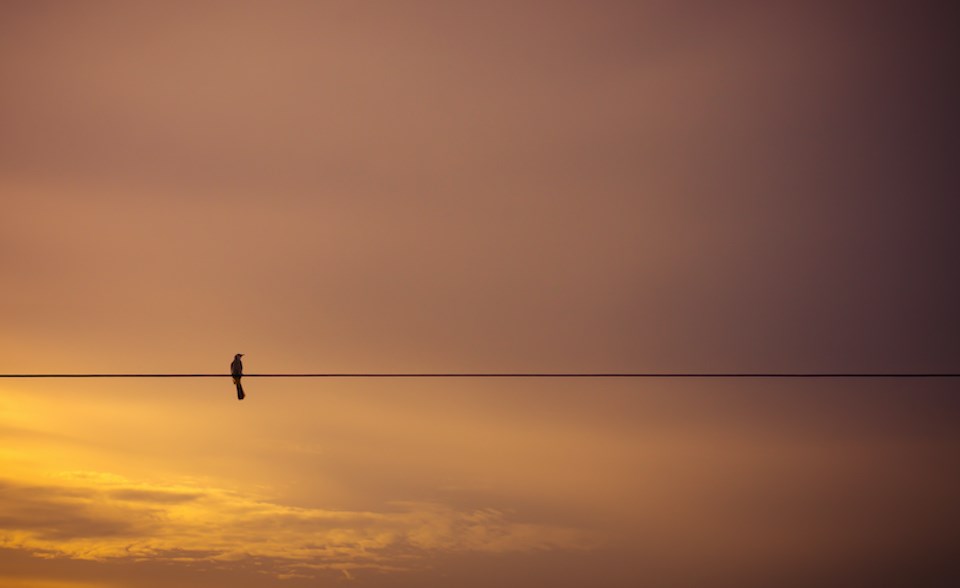 bird-on-wire-sunset