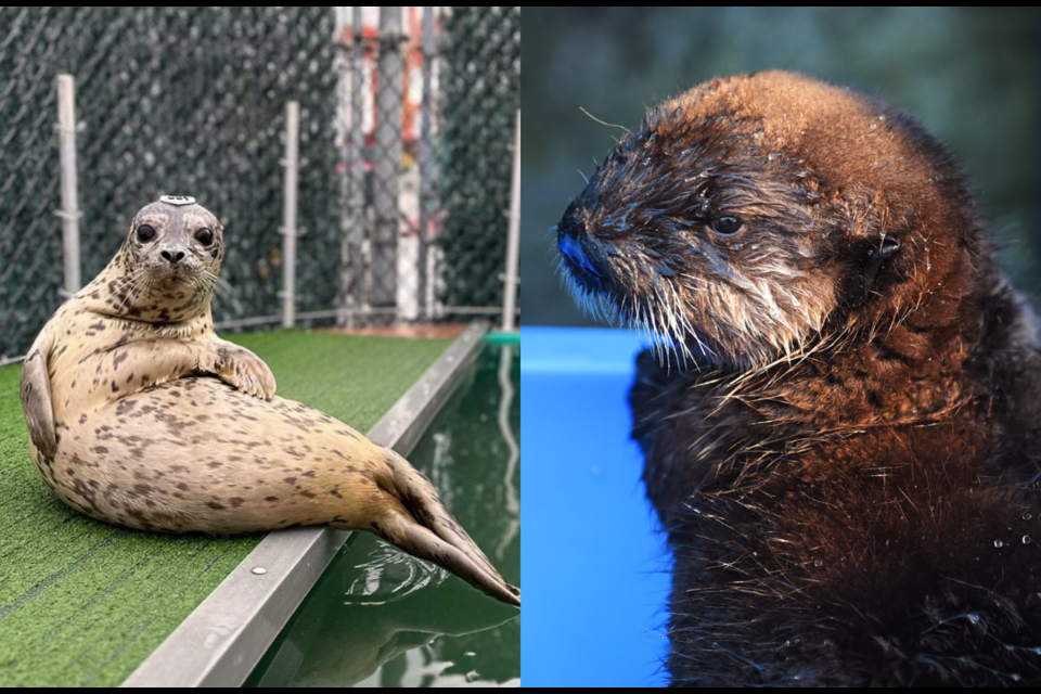 Biscuits the seal was named a full member of the online (and made-up) "Knights of the Rotund Table" while Vancouver Aquarium resident Luna the sea otter pup is joining as Biscuits' emotional support otter.