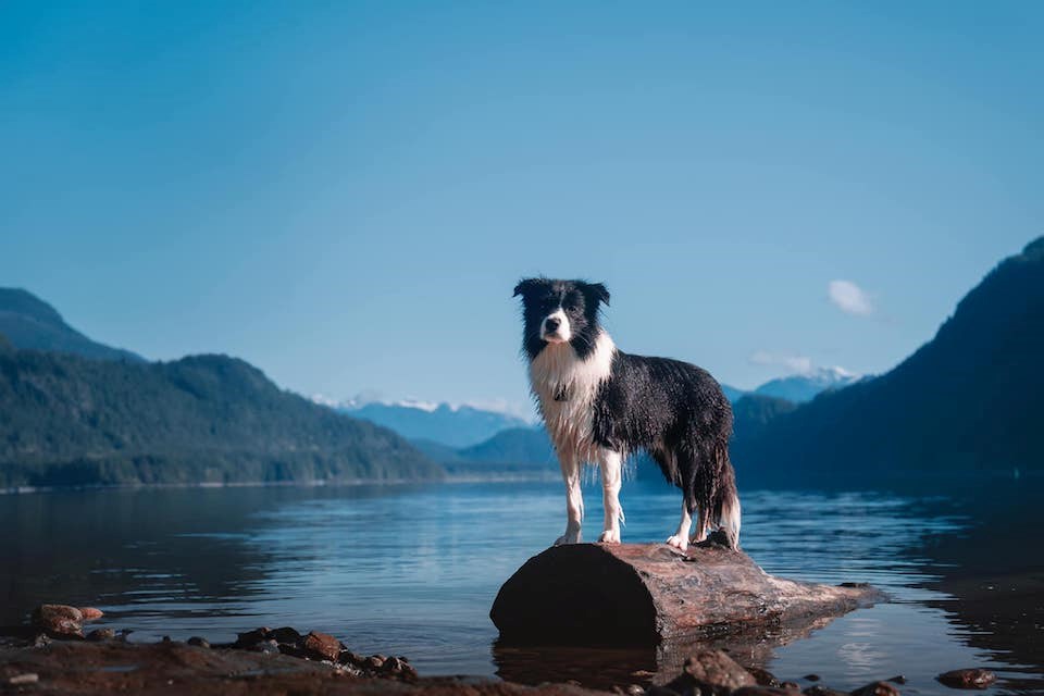 Brabus from Richmond is the youngest Border Collie to Win Best of Breed at the Westminster Kennel Club Dog Show in New York's Madison Square Gardens. 