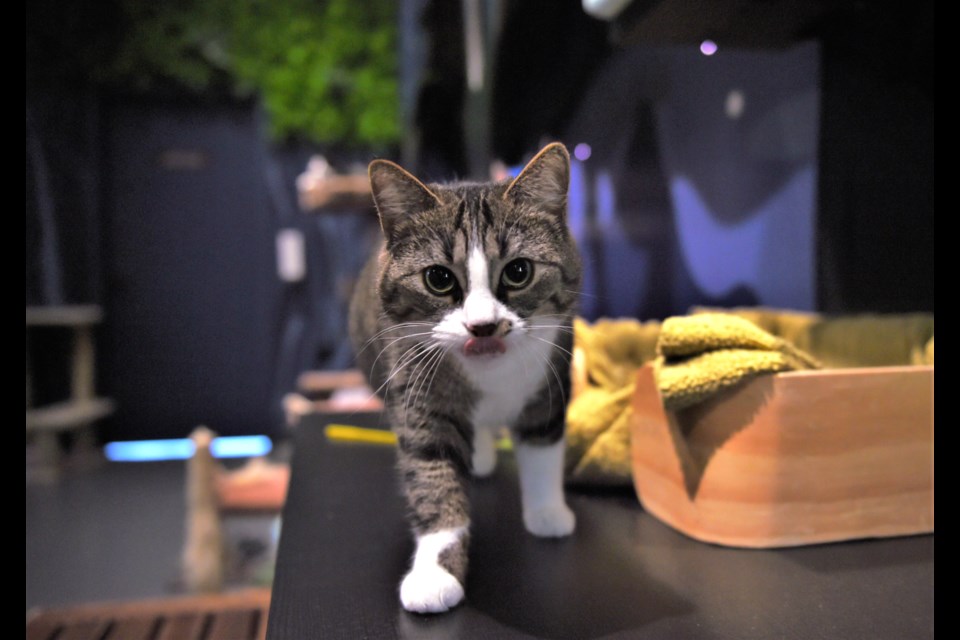 Vancouver's Catoro cat cafe (and forest) has helped re-home more than 1,500 rescue cats.