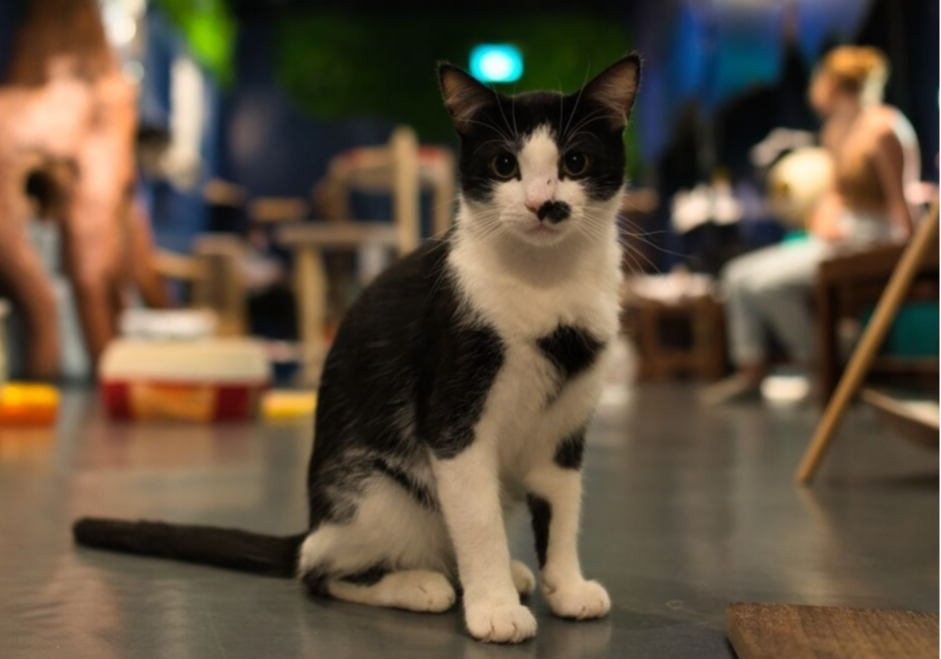 Beloved Vancouver cat cafe faces imminent closure