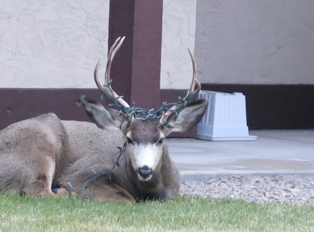 Deer With Christmas Lights In Antlers In Colorado Springs 2022 A B.c. Deer Has Christmas Lights Tangled In Its Antlers - Vancouver Is  Awesome