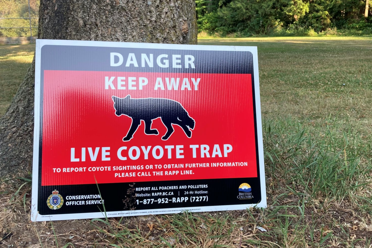 I Survived the Stanley Park Coyotes' Lunch Bag