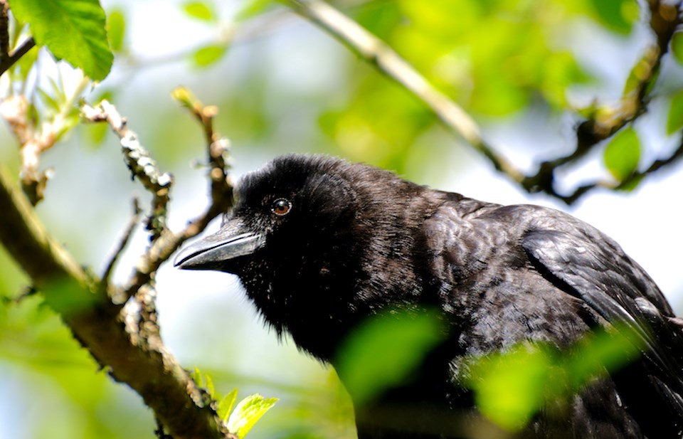 crows-vancouver-burnaby-roost-population-october-2024