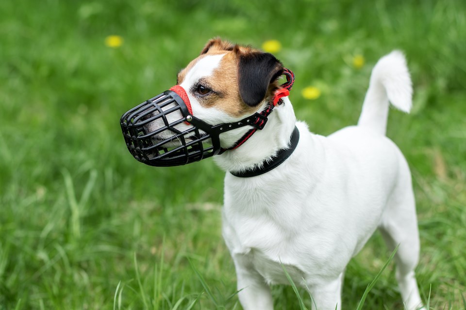 dog-wearing-muzzle-vancouver