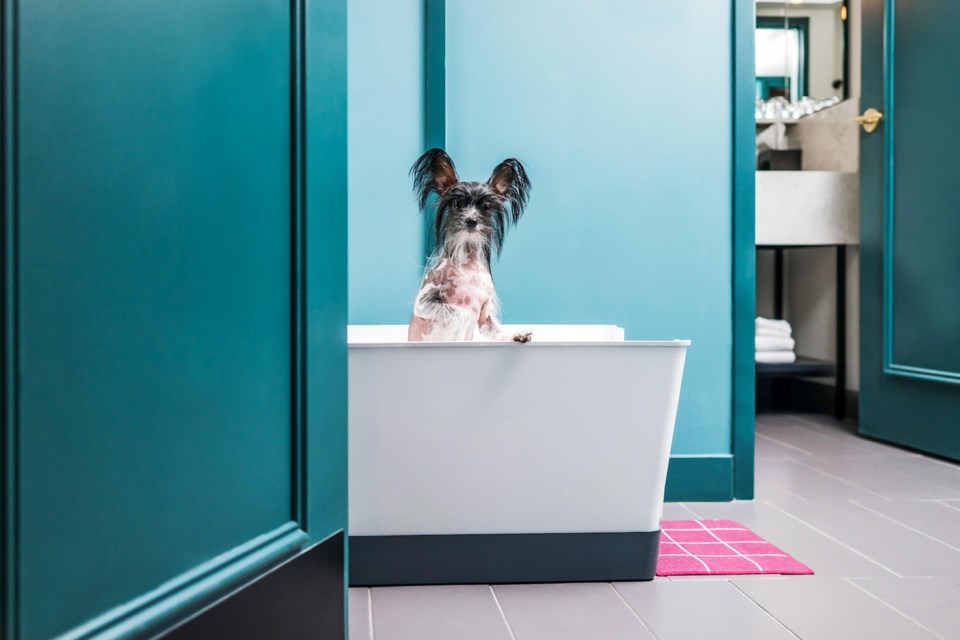 Best pet friendly hotels in Canada Vancouver Is Awesome