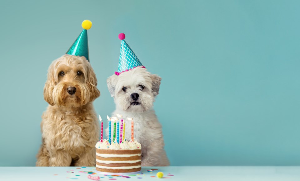 dogs-birthday-gettyimages-1295798666