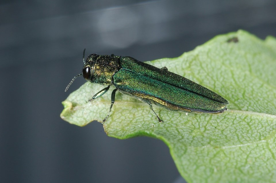 Emerald ash borer: Destructive invasive species in Vancouver