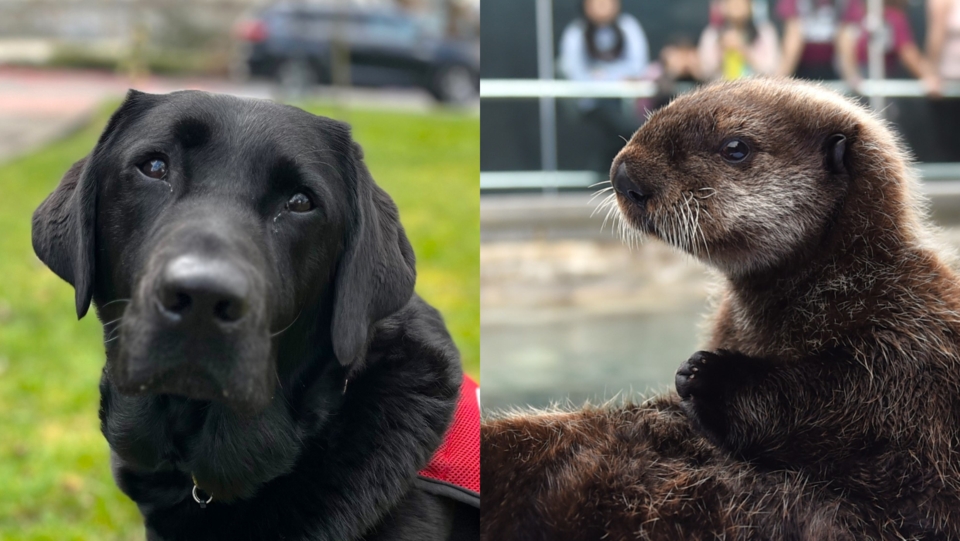 ferus-and-tofino-vancouver-animals-dog-otter