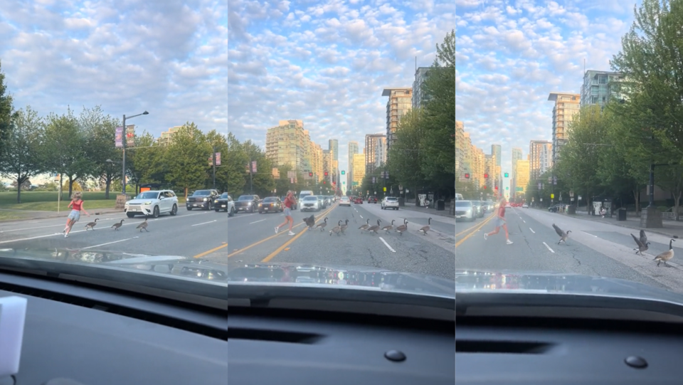 goose-chasing-road-vancouver