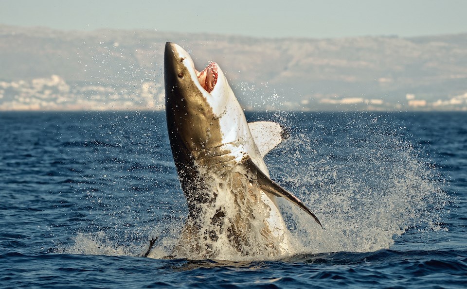 Great white sharks are making their way up from California to Metro Vancouver waters as ocean temperatures rise.