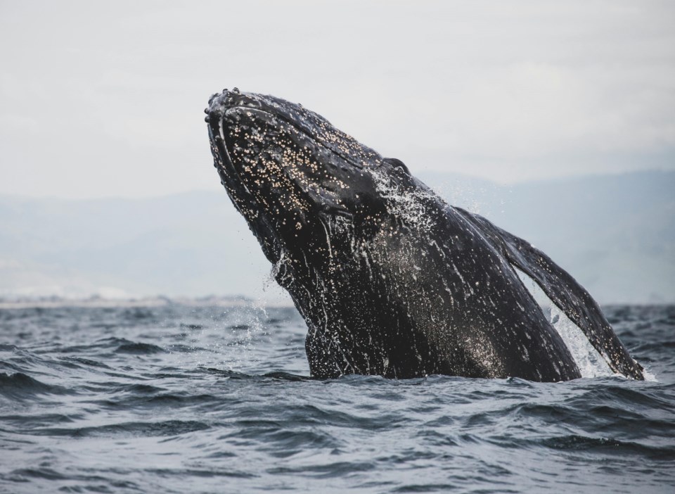 grey-whale-bc