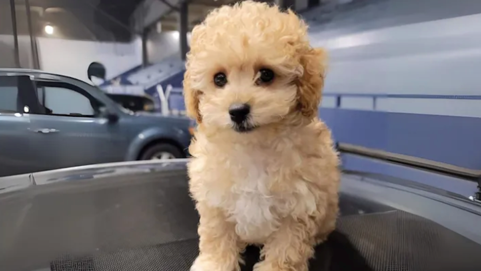 AJ (Adrien) Tay and his family were relaxing by Second Beach on Aug. 5 in Vancouver's Stanley Park when their Maltipoo, Sky, was attacked by a big dog.  