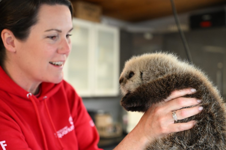 Vancouver Aquarium Marine Mammal Rescue Society (VAMMR) Senior Manager Lindsaye Akhurst is holds an orphaned otter pup