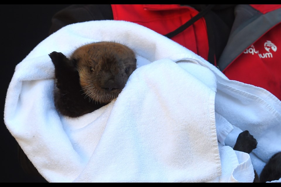 As a young otter Luna is a big fan of towels.