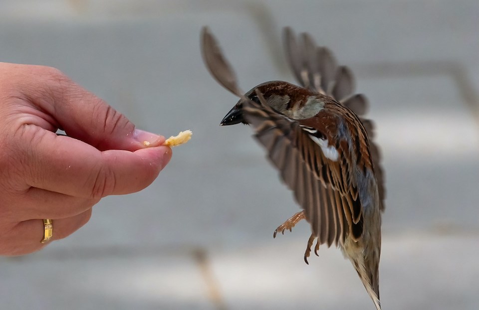 man-feeding-wild-birds