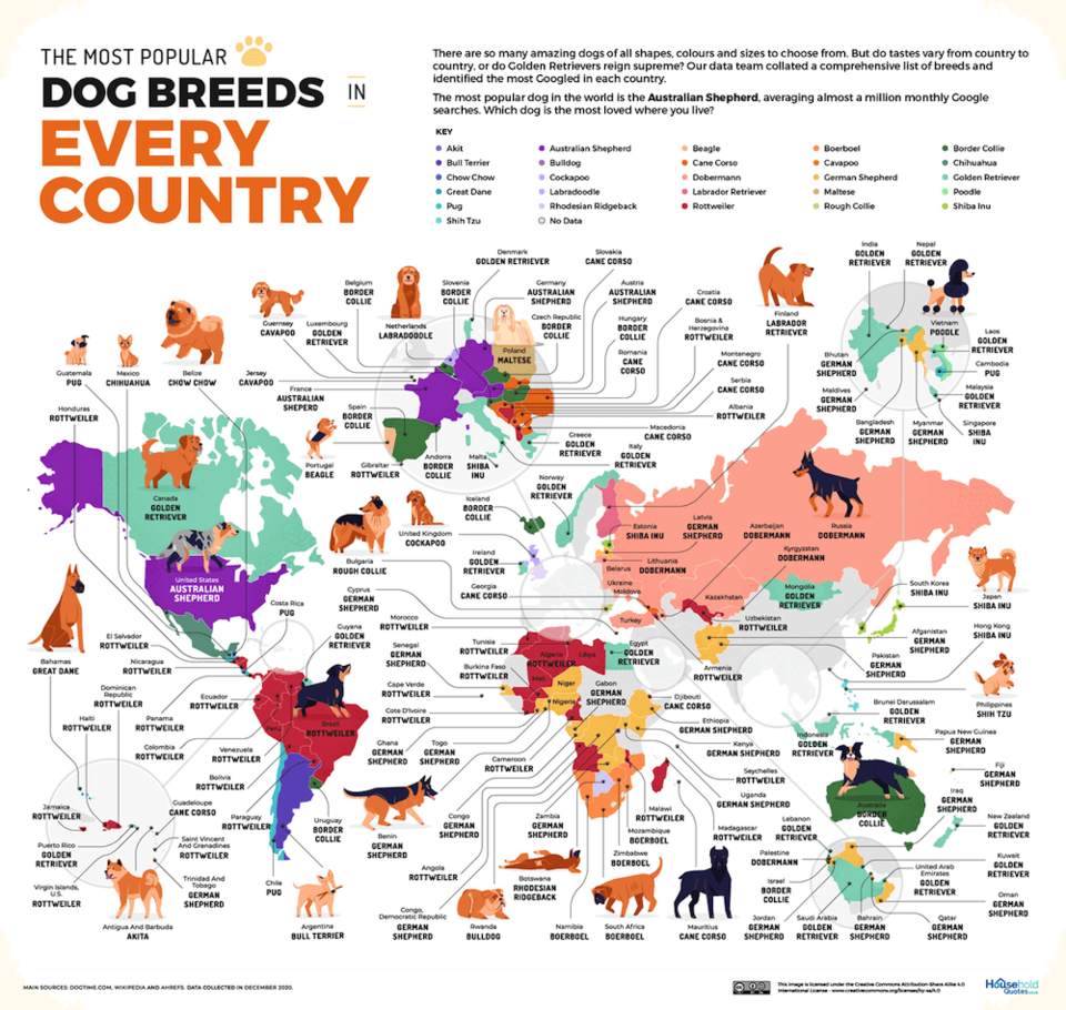 Here are the most popular dog breeds in the world (MAP) TriCity News