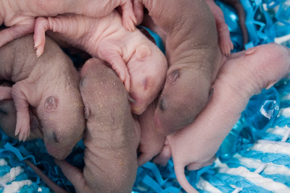 newborn-baby-rats